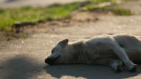 Cute white mongrel dog sleeping on the aspthalt road on the street at sunset in Видео 113113608