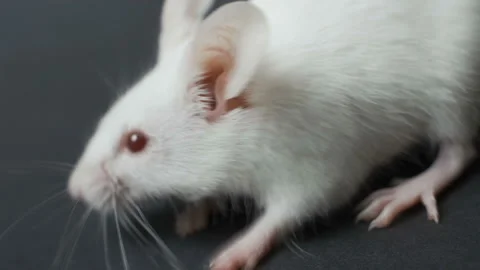 Cute white mouse on a black background. | Stock Video | Pond5