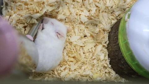 Cute white mouse in a cage drinking water from a feeder with its little paws. Stock-Footage 332117494