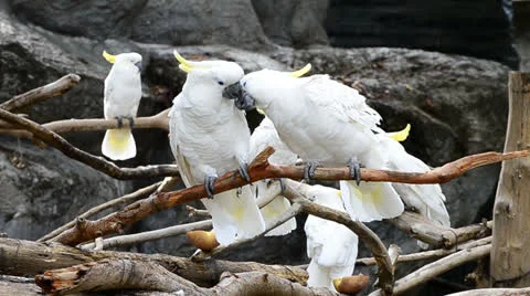Cute white parrot hold on branch Stock Footage 22995250