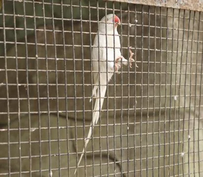 Cute white parrot inside the wire mesh cage Stock Photos