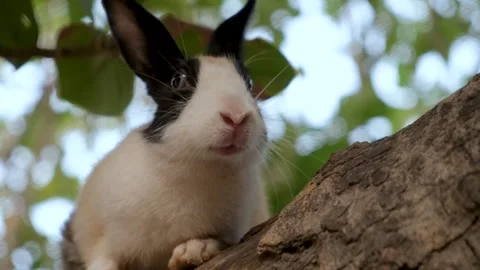 Cute White Pet Rabbit Exploring Garden Trees. A Fluffy White Rabbit. Stock Footage 342765139