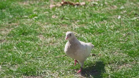 Cute white pigeons on a green lawn in slow motion Stock Footage 106244053