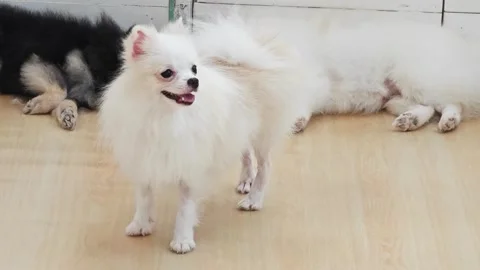 Cute white Pomeranian dog standing on wooden floor with friends. Stock Footage 343094953