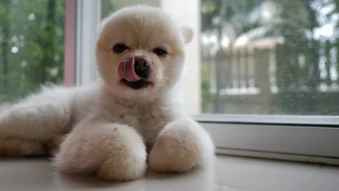 Cute white pomeranian puppy dog sleepy in home Stock Footage