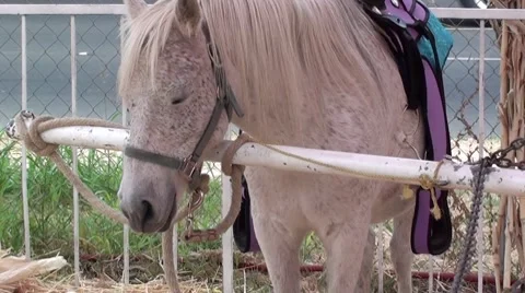 Cute White Pony Video stock 8778111