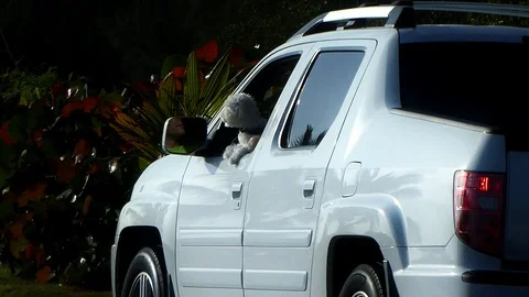 Cute White Poodle Head Out The Window In Traffic Stock Footage 129557481