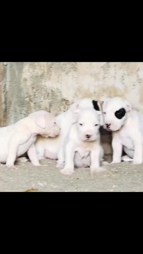 Cute White Puppies Playing and Crawling Outdoors Video stock 332803256