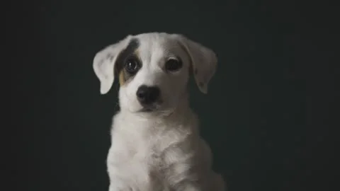 Cute white puppy with a distinctive patch over one eye Vídeos de archivo 304590741