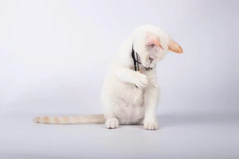 Cute white puppy kitten playing with a feather collar on white background. Stock Photos