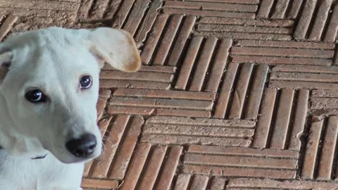 Cute White Puppy Looking Up on Brick Floor Backdrop. Stock Footage 340456186