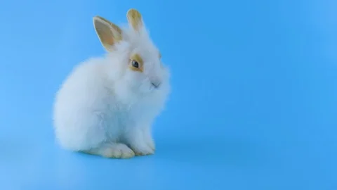 Cute white rabbit with brown ears, licking himself, shows tongue, sniffing Stock Footage 101372825