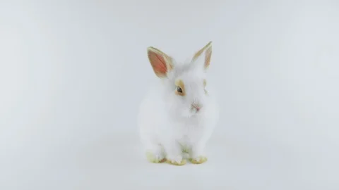 Cute white rabbit with brown ears, washing itself, stands up on two legs Video stock 102421357