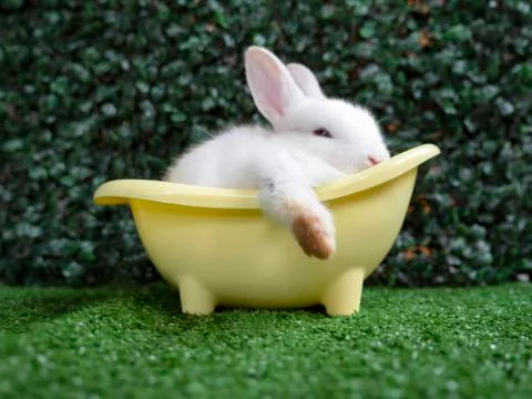 Cute white rabbit bunny. Stock Photos
