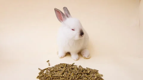 Cute white rabbit bunny with stethoscope,in box,or with pills Stock-Footage 276854544