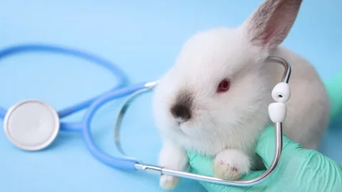 Cute white rabbit bunny with stethoscope,in box,or with pills Stock-Footage 276854571