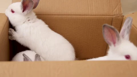 Cute white rabbit bunny with stethoscope,in box,or with pills Stock-Footage 276854643
