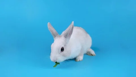 Cute white rabbit eating arugula salad 動画素材 71201341