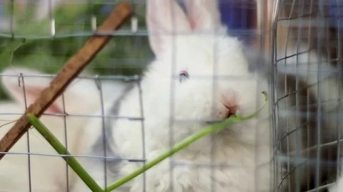 Cute white rabbit eating in a cage Vídeos de archivo 72274253