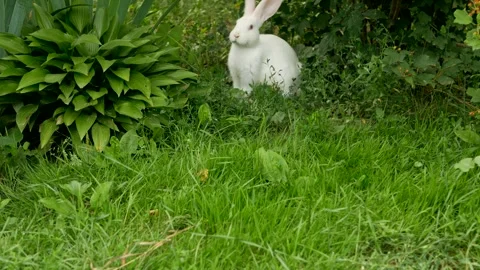 A cute white rabbit is eating grass in a meadow. Stock Footage 246046771