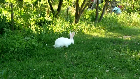 A cute white rabbit is eating grass in a meadow. Stock Footage 246581960
