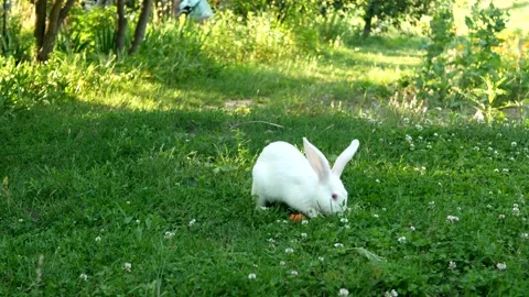 A cute white rabbit is eating grass in a meadow. Stock Footage 247083948