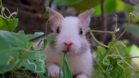 Cute White Rabbit is Eating Grass in a Meadow, cute bunny Stock Footage 342737837