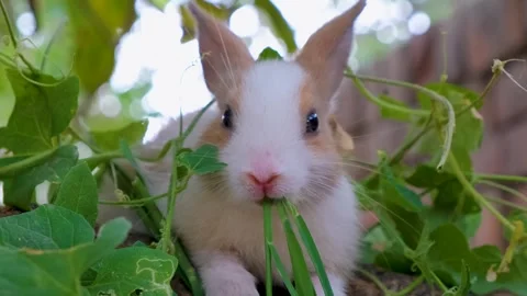 Cute White Rabbit is Eating Grass in a Meadow, cute bunny Stock Footage 342737855