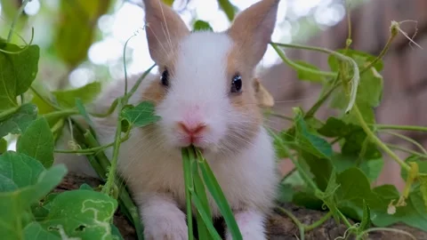 Cute White Rabbit is Eating Grass in a Meadow, cute bunny Stock Footage 342737896