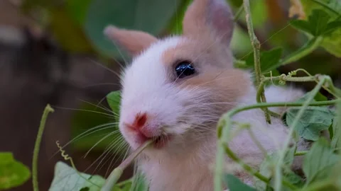 Cute White Rabbit is Eating Grass in a Meadow Stock Footage 342737987