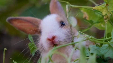 Cute White Rabbit is Eating Grass in a Meadow Stock Footage 342737991