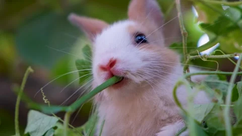Cute White Rabbit is Eating Grass in a Meadow Stock Footage 342738054