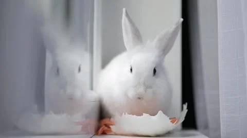 Cute white rabbit eats vegetables Stock Footage 243444792