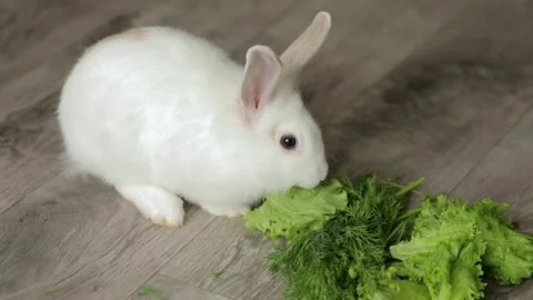 Cute white rabbit eats vegetables Видео 243444857