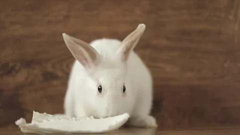 Cute white rabbit eats vegetables Vidéo 243444914