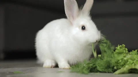 Cute white rabbit eats vegetables Stockbeeldmateriaal 243444915