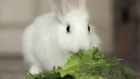 Cute white rabbit eats vegetables Video stock 243445136