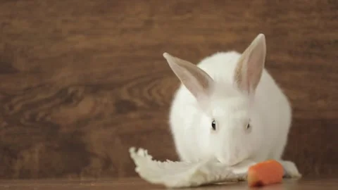 Cute white rabbit eats vegetables 스톡 동영상 244334340