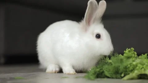 Cute white rabbit eats vegetables Stock Footage 244334357