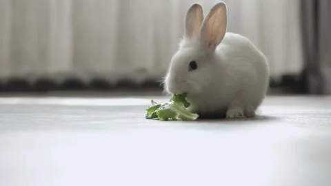 Cute white rabbit eats vegetables Stock Footage 245631506