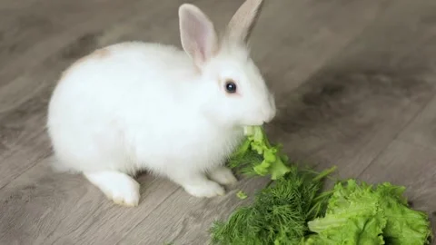 Cute white rabbit eats vegetables Vídeo Stock 245632056