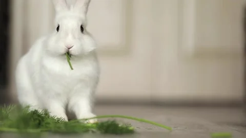 Cute white rabbit eats vegetables Stock Footage 245632260