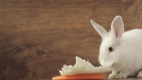 Cute white rabbit eats vegetables Stock Footage 246741919