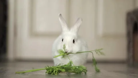 Cute white rabbit eats vegetables Stock Footage 246742125