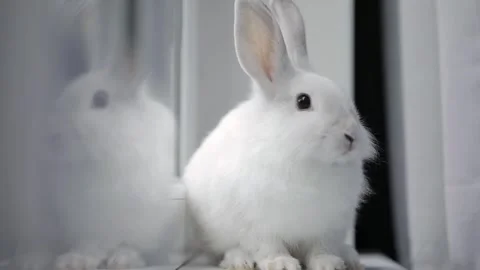 Cute white rabbit eats vegetables Vidéo 246896936