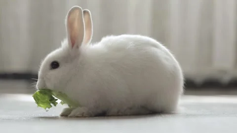 Cute white rabbit eats vegetables Stock Footage 246896998