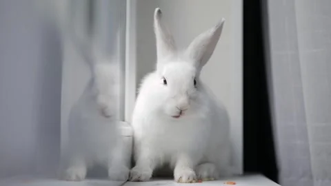 Cute white rabbit eats vegetables Stock Footage 247828888