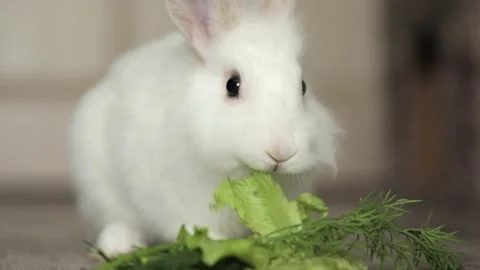 Cute white rabbit eats vegetables Stock Footage 247829141