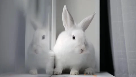 Cute white rabbit eats vegetables Stock Footage 248140663