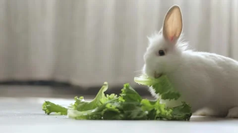 Cute white rabbit eats vegetables Vídeos de archivo 248140863